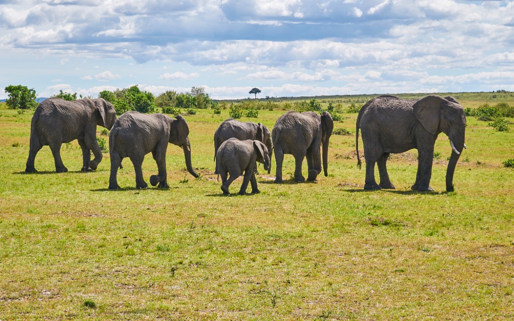 Elefant herd